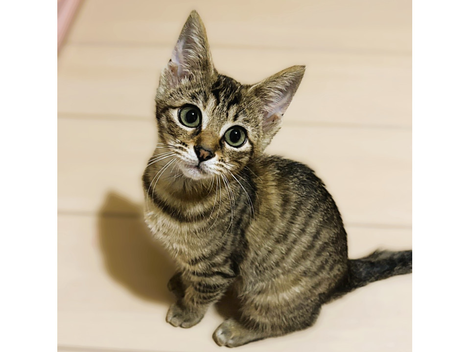 ◆7/20◆おっきなおめめの美猫さん❤