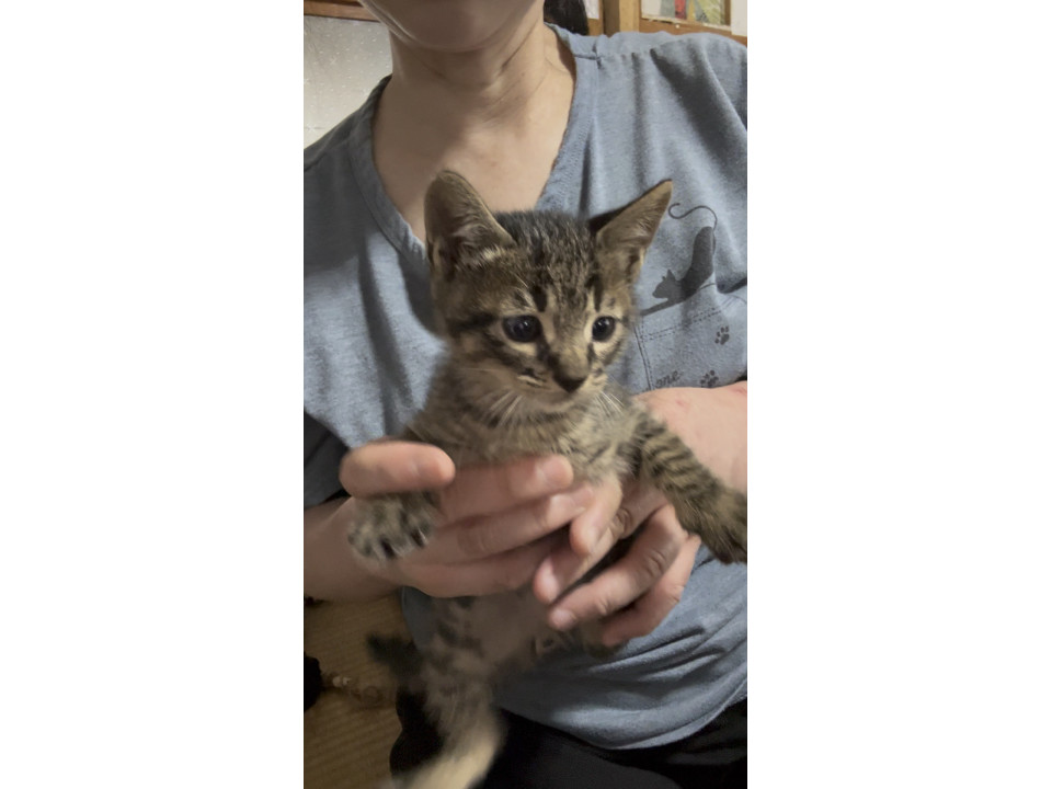 生後約1か月の子猫3匹・母猫の里親募集中