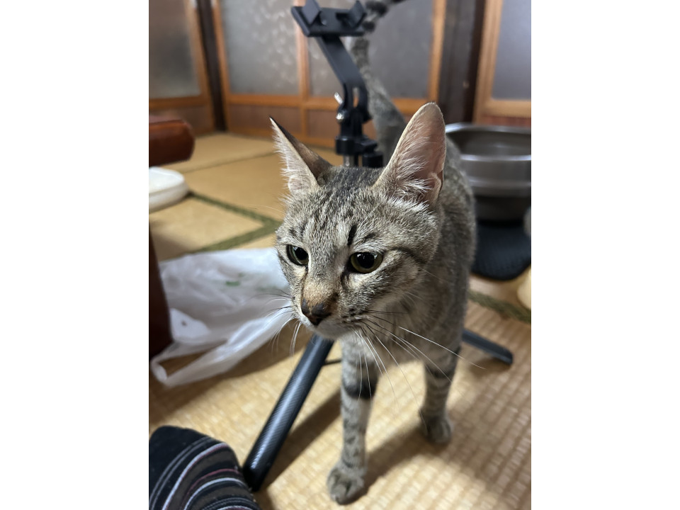 秋田県】優しい母猫の里親さん募集