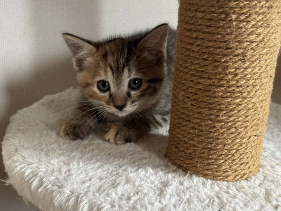 かわいいキジトラちゃん❣️