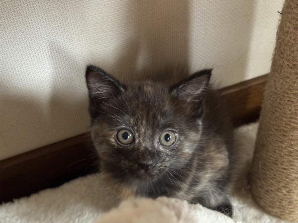 子猫のサビちゃん❣️