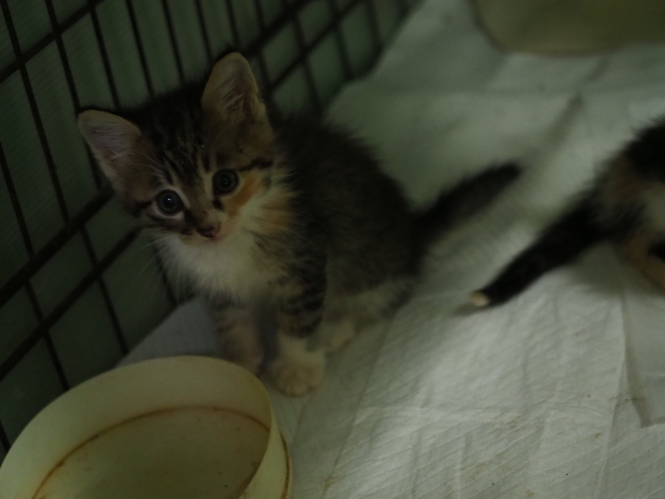 ちょっと照れ屋のキジ猫ちゃん