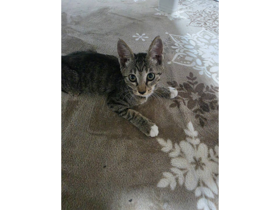 懐っこいキジトラの子猫