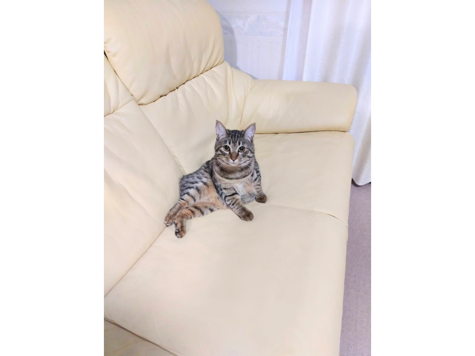 キジ白キジトラ兄弟