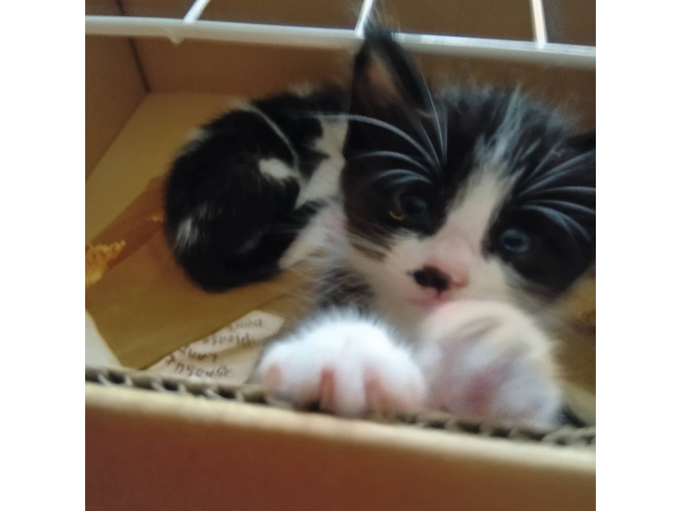 可愛いハチワレ美猫ちゃん