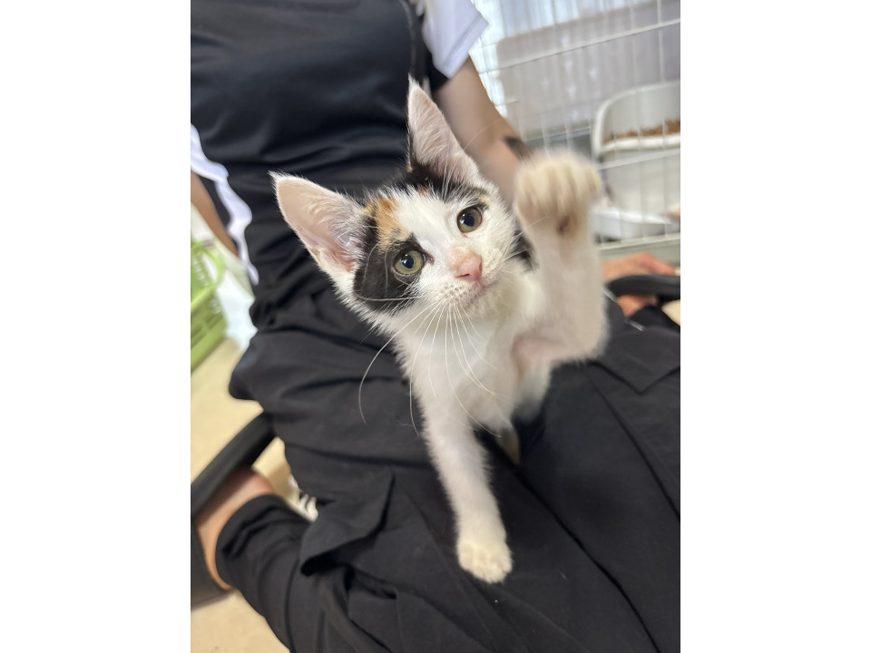 三毛ちゃんお探しの方ー！