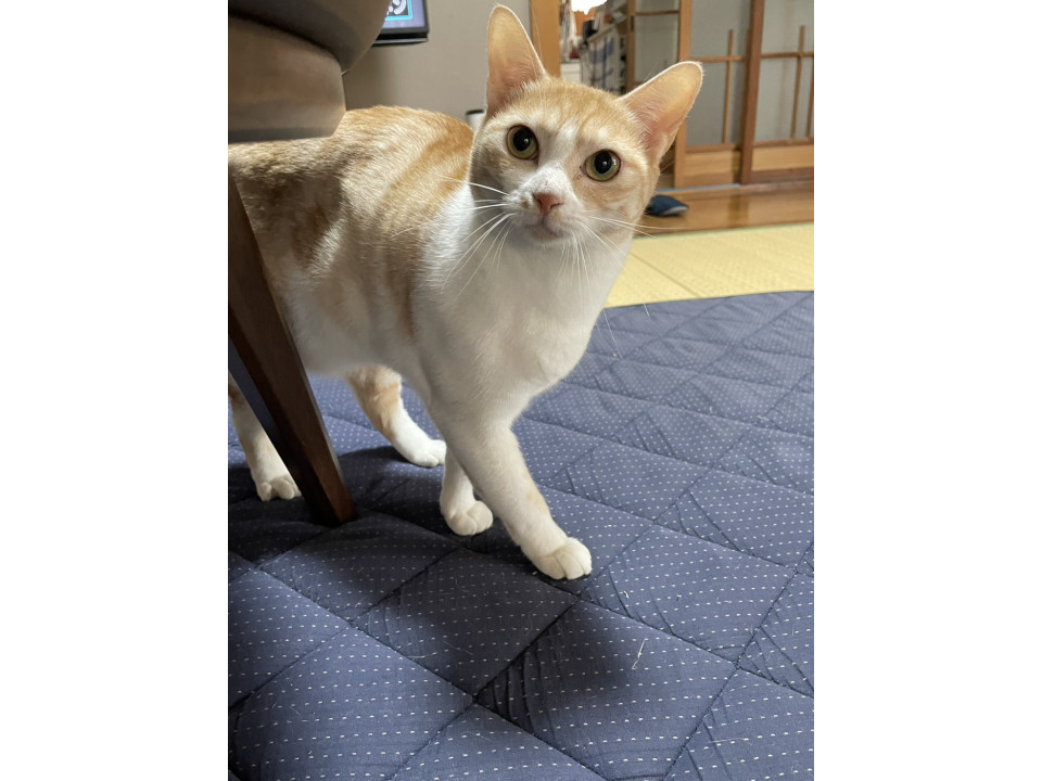 家に迷って来た保護猫お譲りします