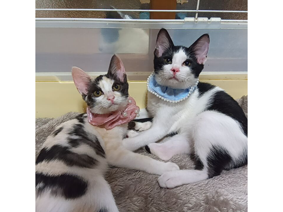 パステル三毛とハチワレの兄妹★ペア譲渡