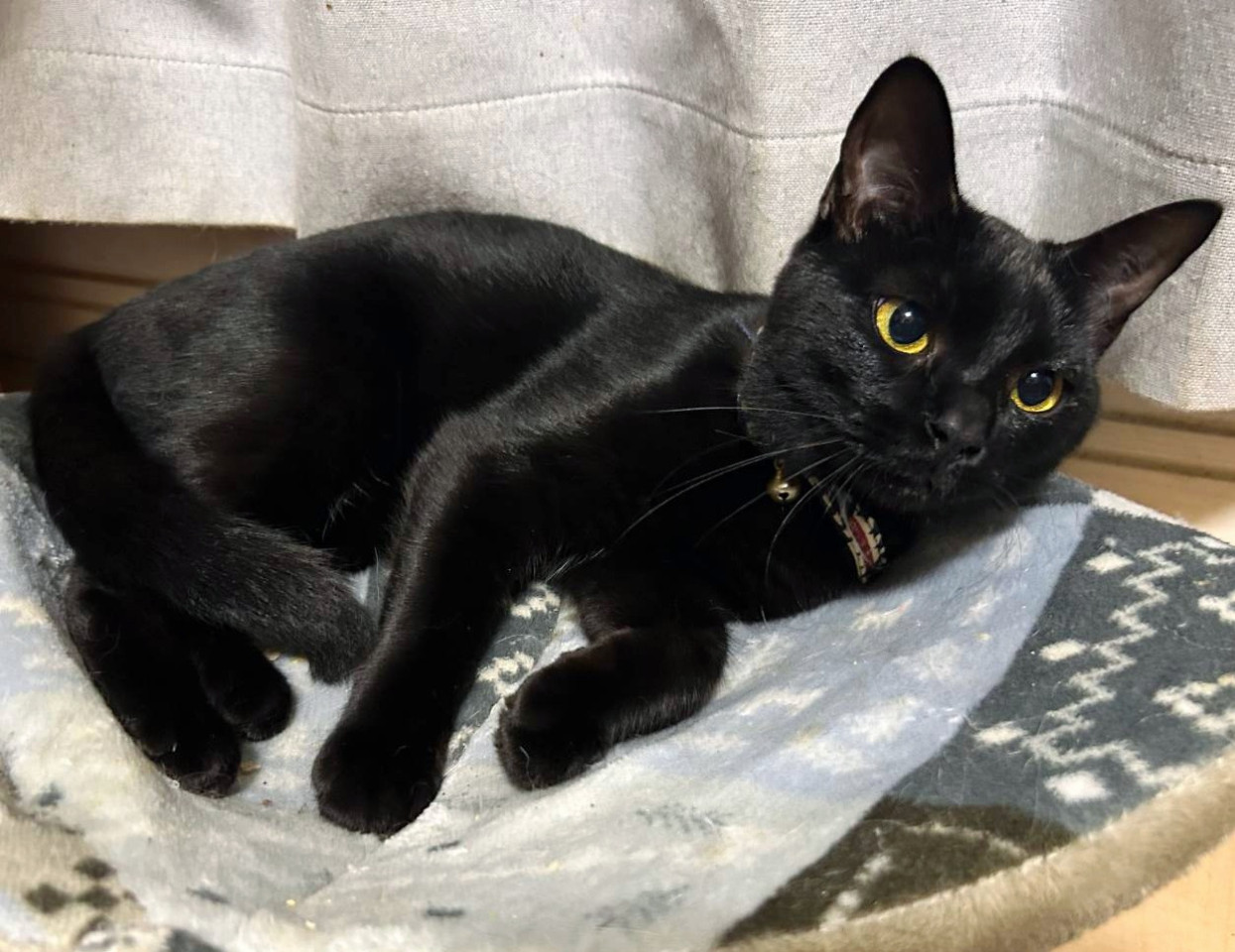 黒猫ろんと暮らしたら?幸せを運びます!!