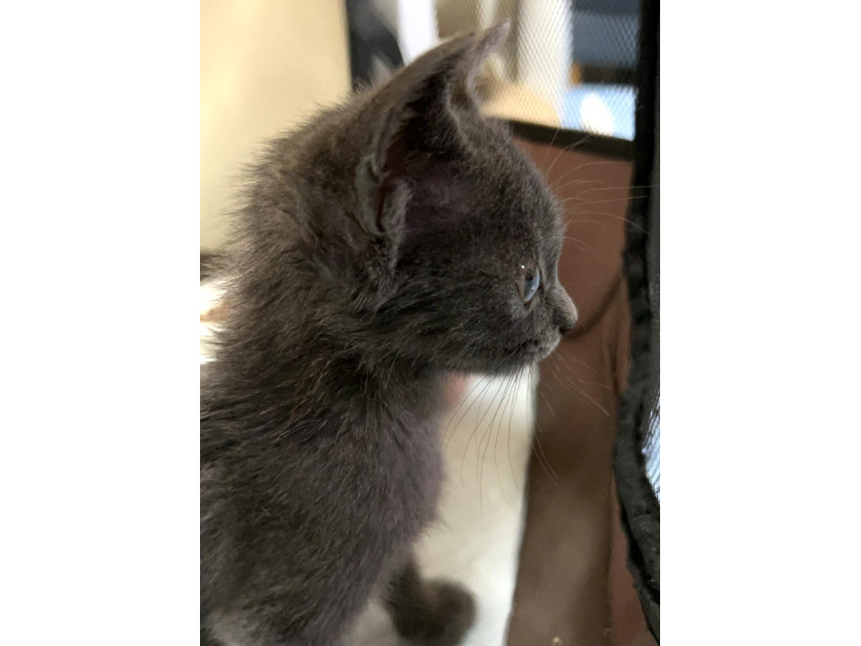 １匹で彷徨っていたロシアンブルー色の子猫