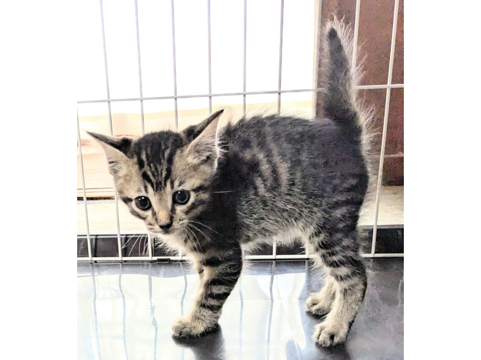 可愛いキジシロ2ヶ月オス☆