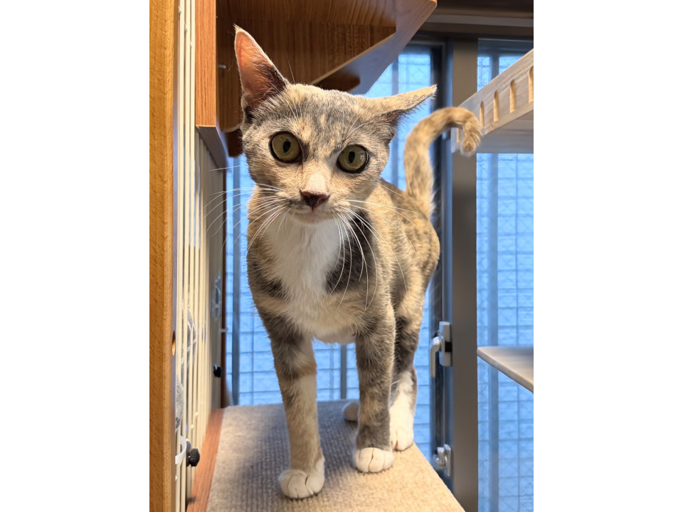綺麗なパステルミケさん♫