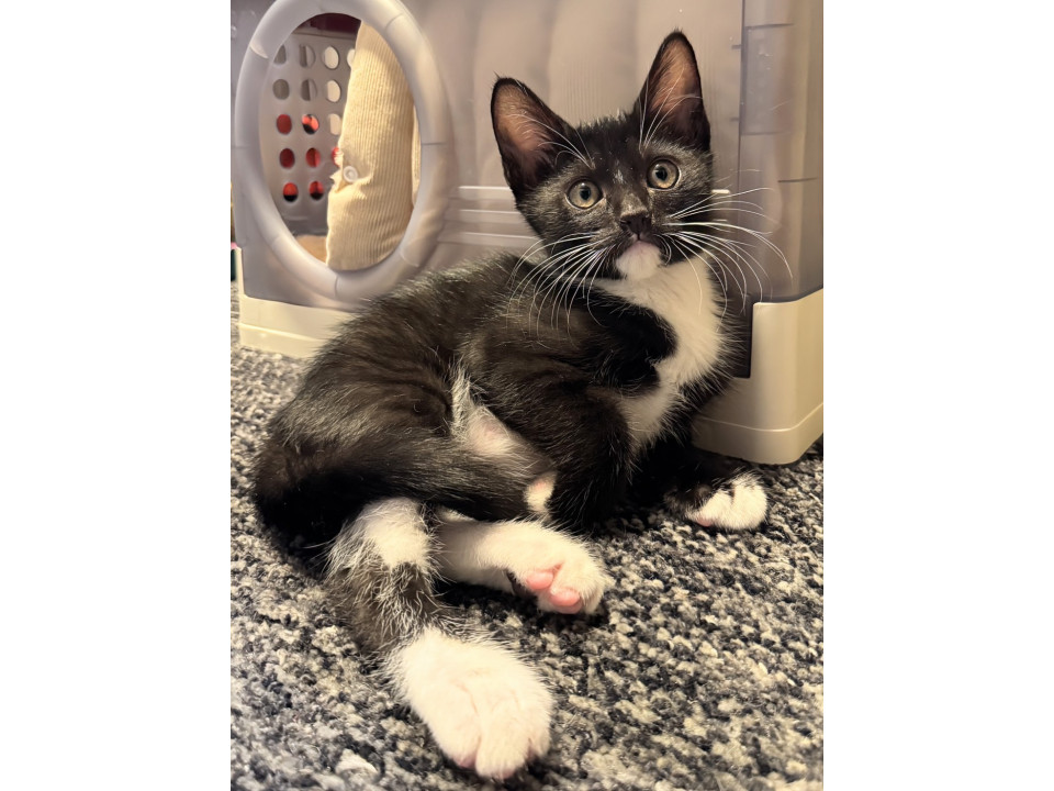 可愛いすぎるマスク猫♡