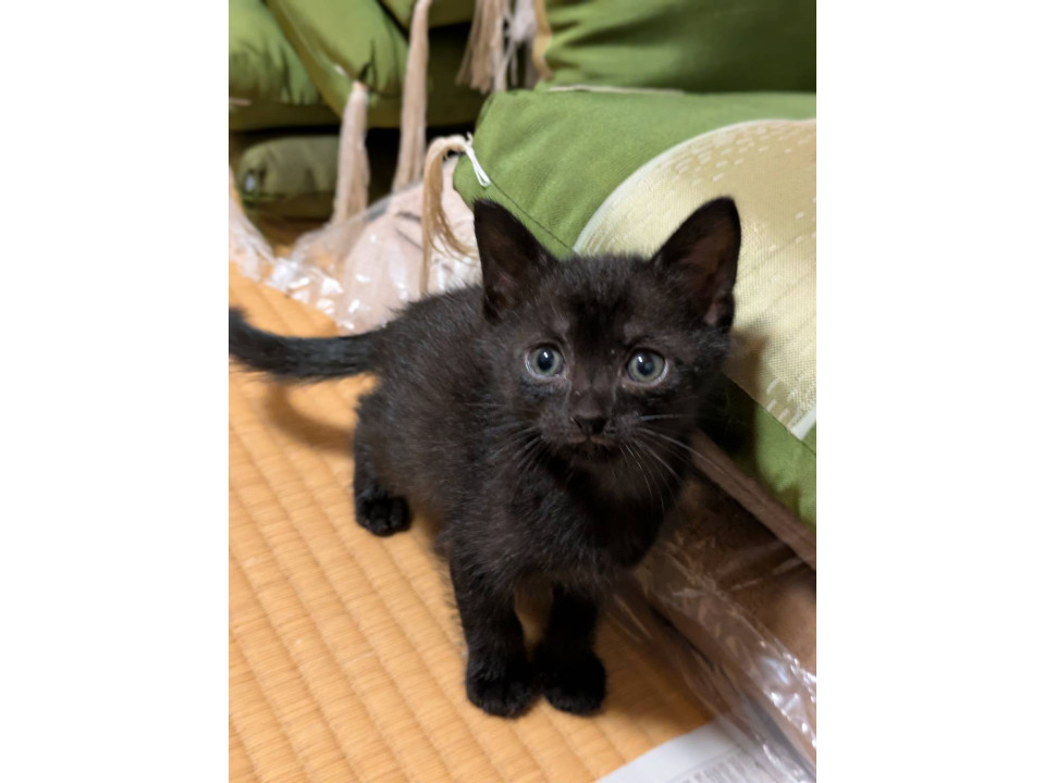 竹藪の中で生まれた子猫達