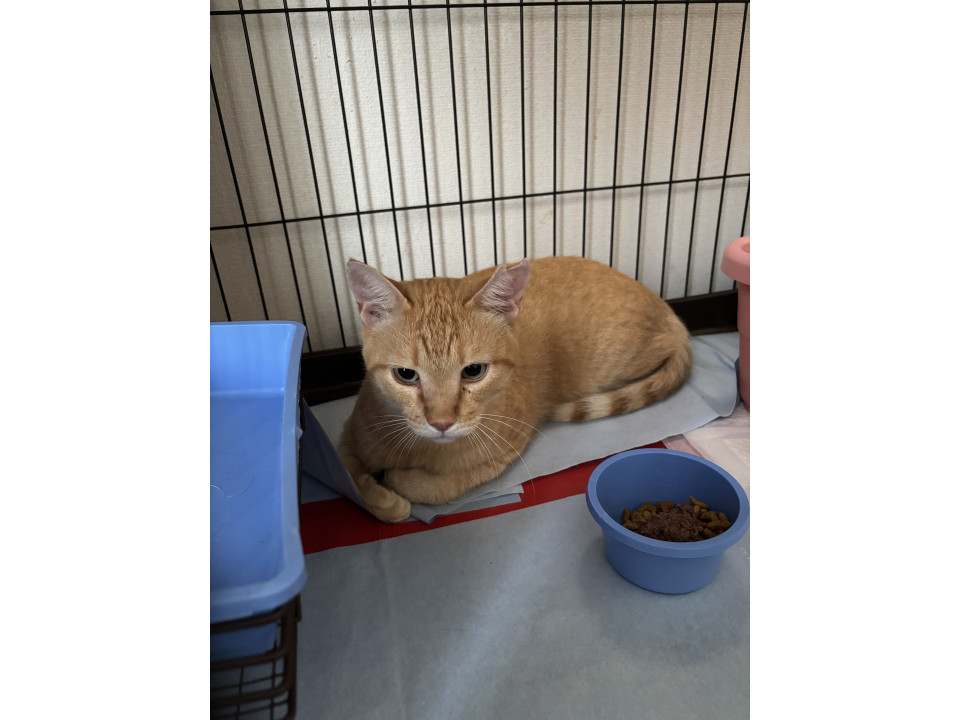 子猫の面倒をみるイクメン茶トラ