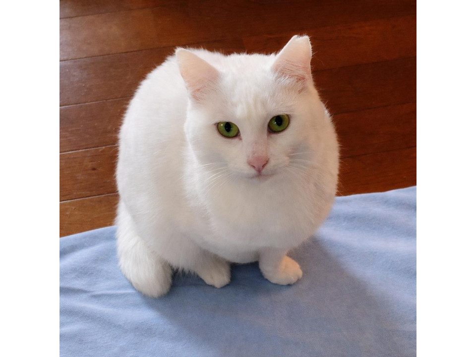 前足ハンデあり！お転婆『ミルクちゃん』