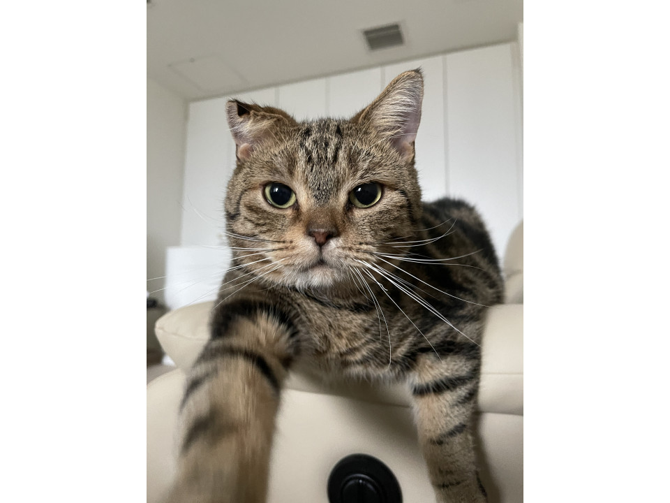 急な海外転勤のため愛猫3匹の里親様募集