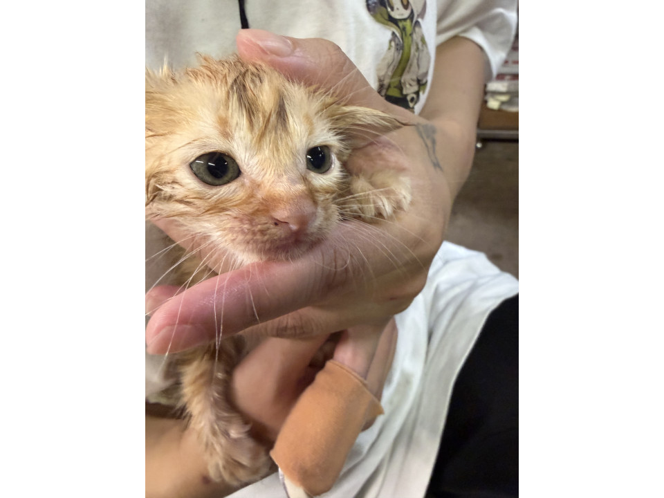 大人しくかわいい茶トラ