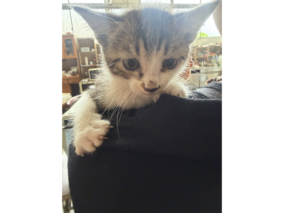 かわいい猫ちゃん