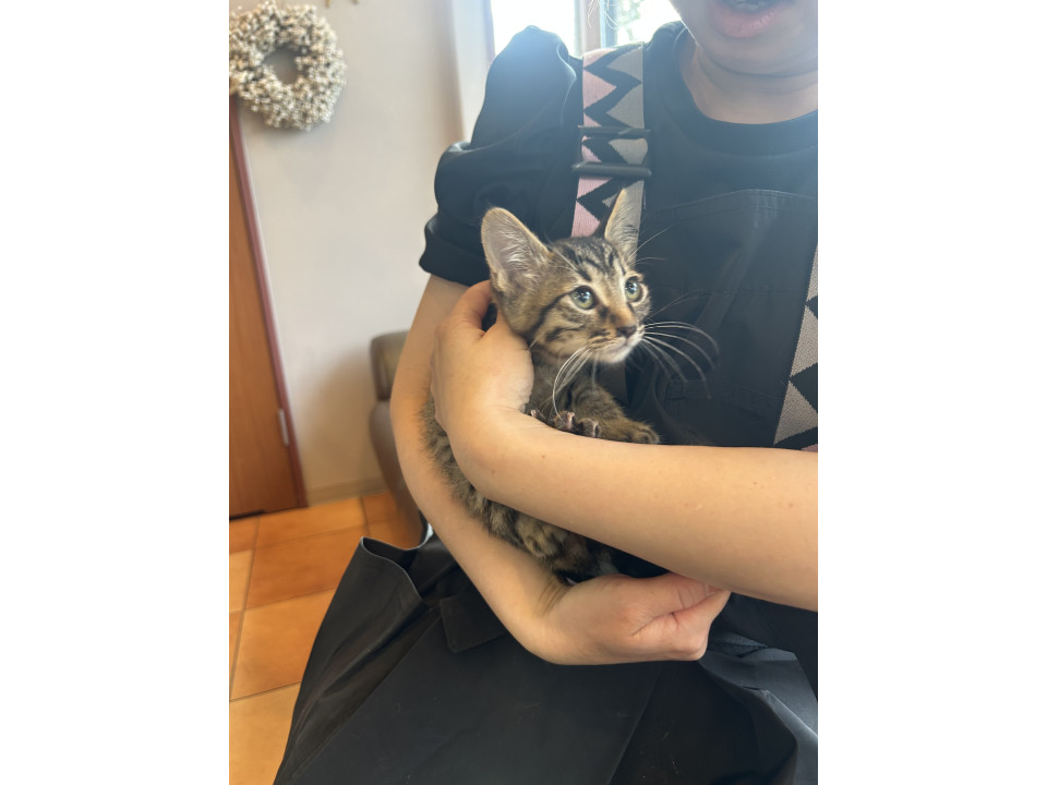 きじねこちゃん