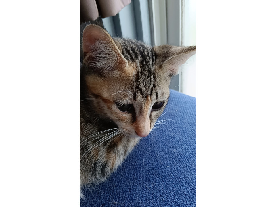 生後3ヶ月メス猫三毛？