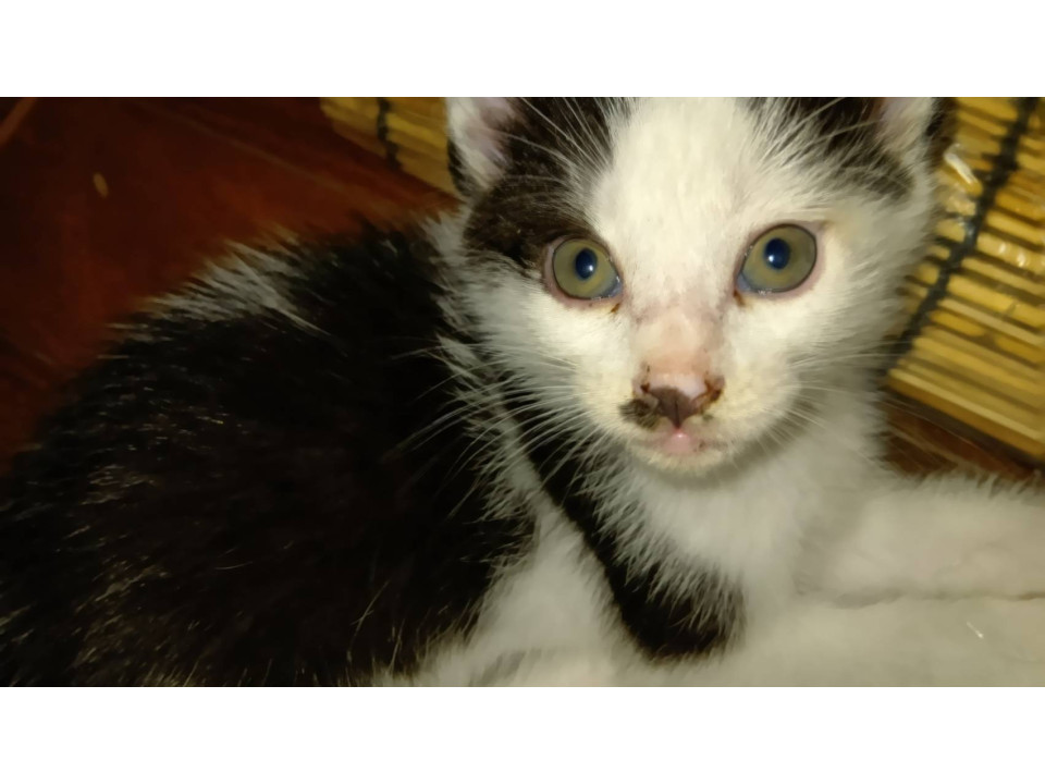 可愛いハチワレ美猫ちゃん