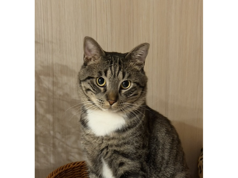 おっとりさん飼いやすい男の子たび君