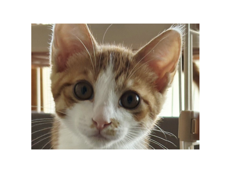 ４匹兄弟茶白くん