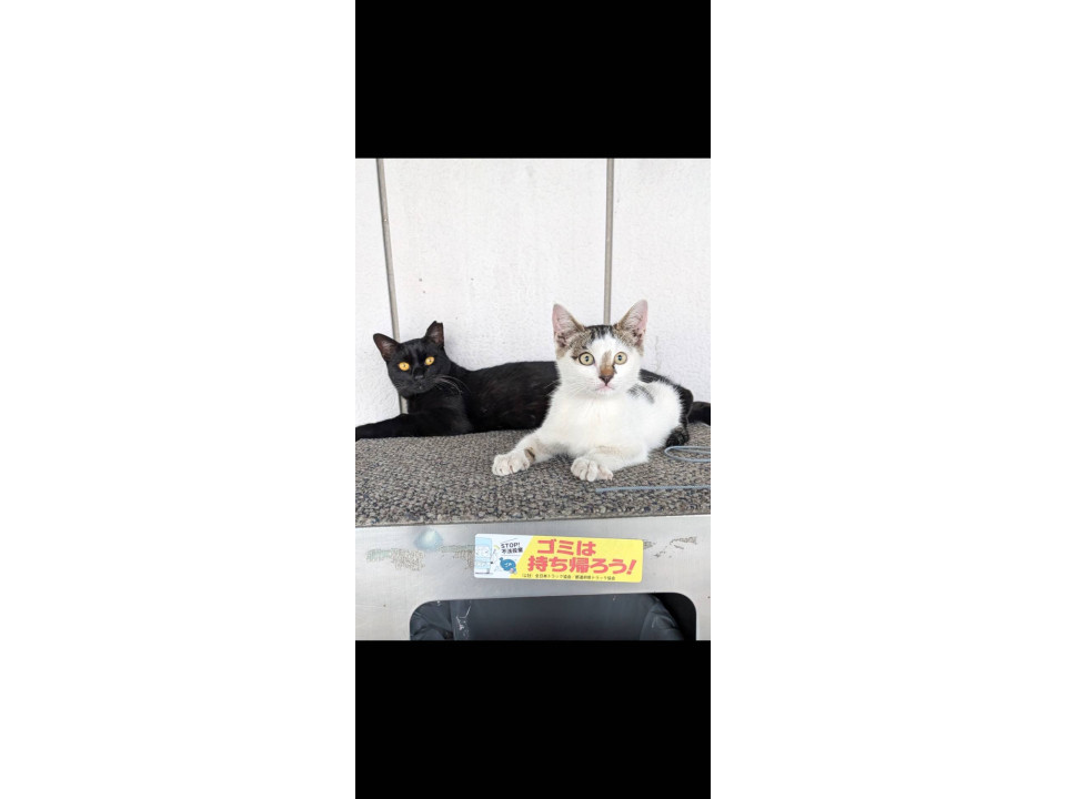 一才の黒猫ちやんと3ヶ月の子猫ちゃん