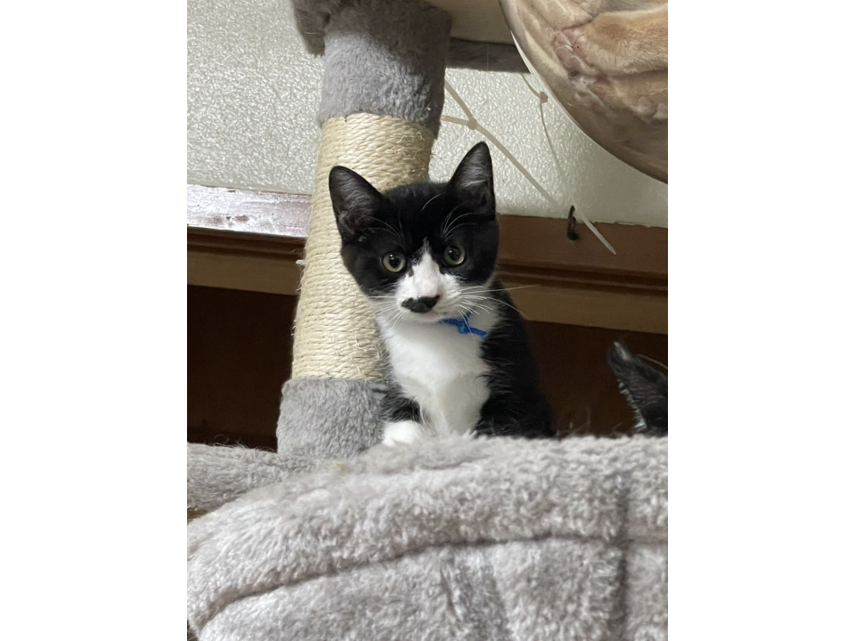 ハチワレ⑥