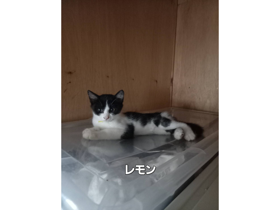 ハチワレ⑦
