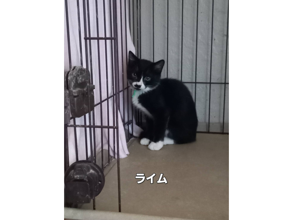 ハチワレ⑧