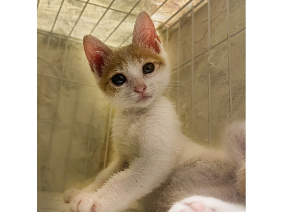 先輩猫にも人にもゴロゴロ、甘々