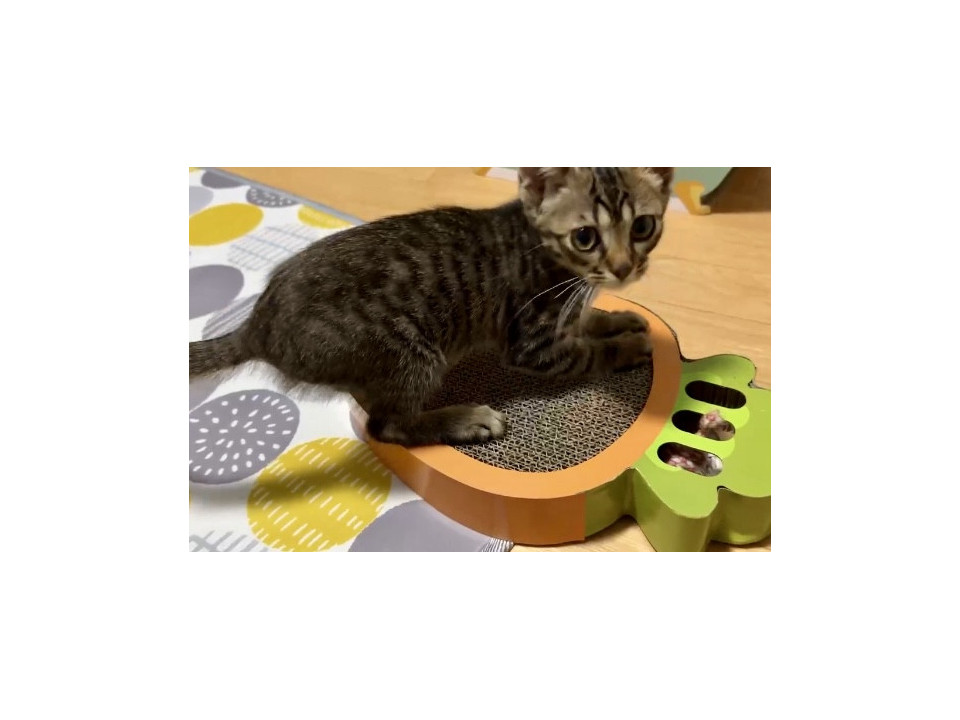 目尻のまつ毛がキュルン♪福くん2ヶ月