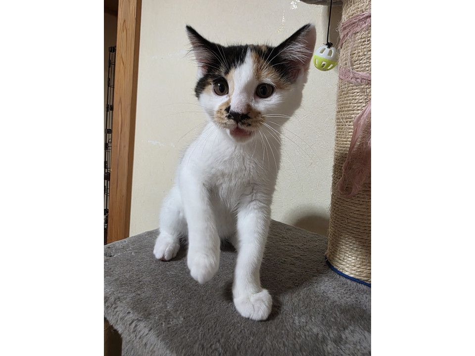 ハナクソついてるミケネコ