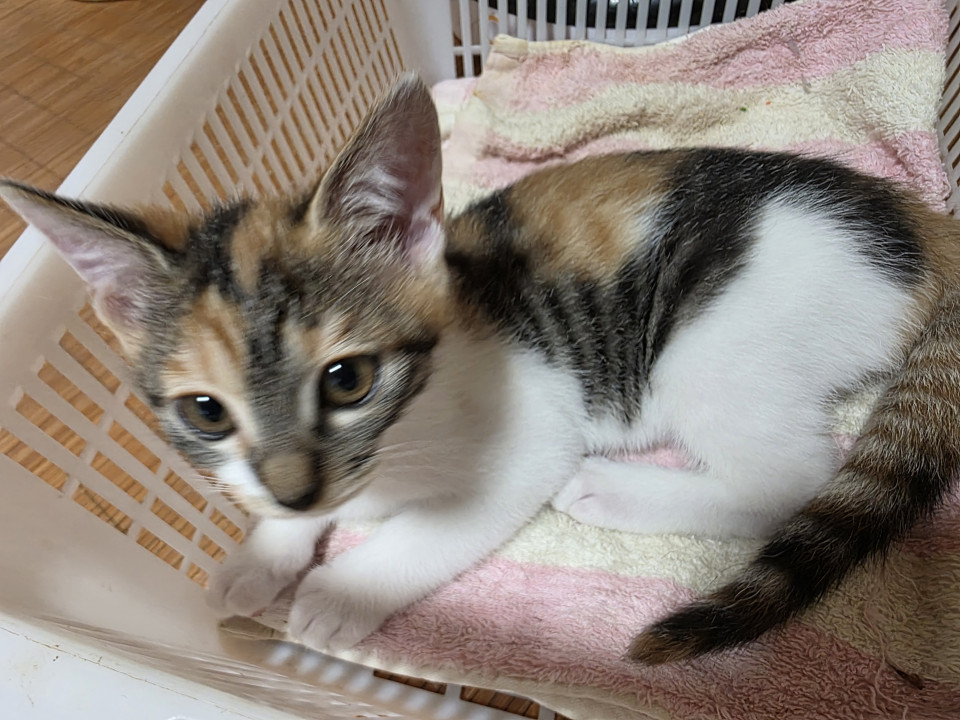少しからだの弱いミケネコ