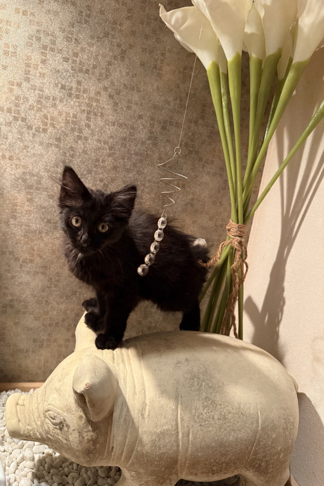 しっぽをかじられてしまった子猫