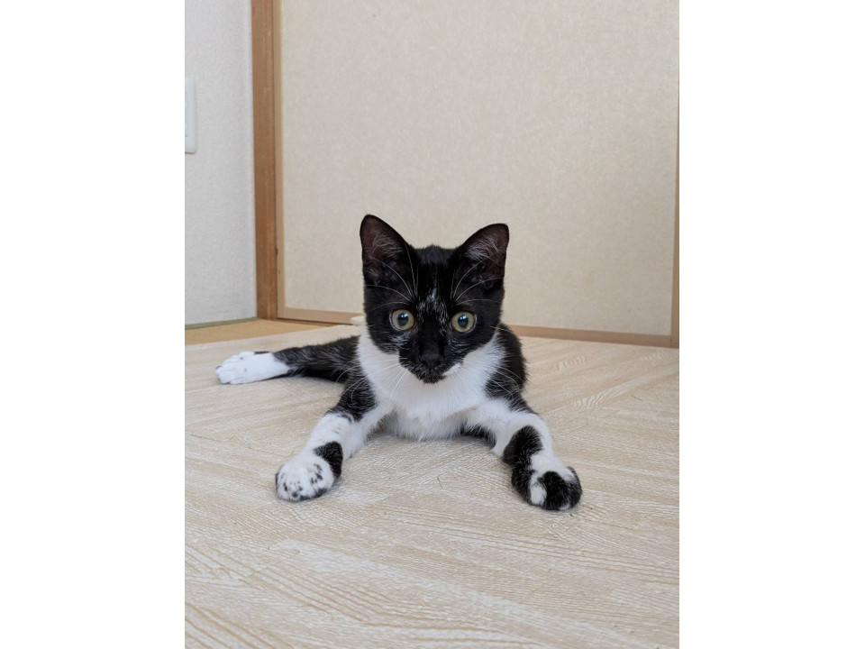 甘えん坊で可愛い子猫のルナちゃん