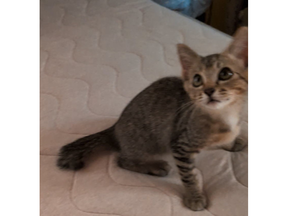 1人で助けを求めて鳴いていたキジ猫ちゃん