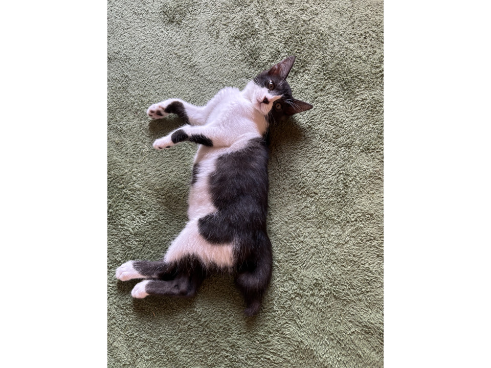 可愛い子猫ちゃん姉妹の里親募集