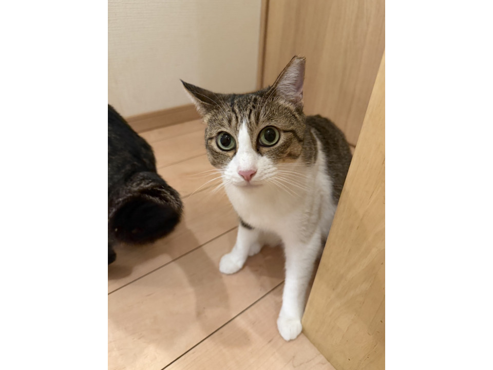 ぱっちりお目目の大人しい女の子めぐちゃん