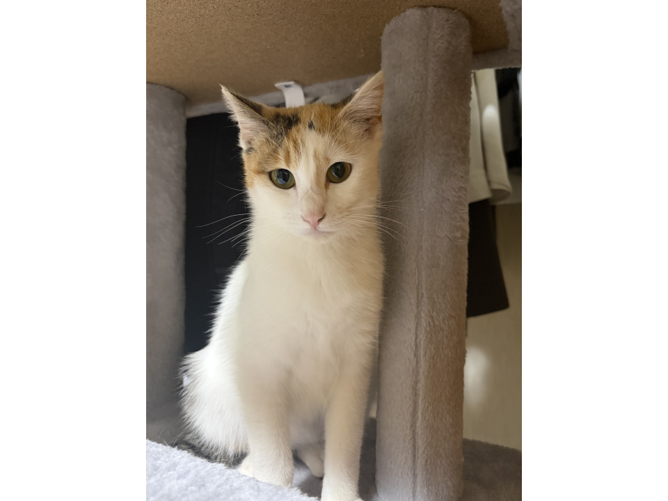 美人なミケ猫ちゃん
