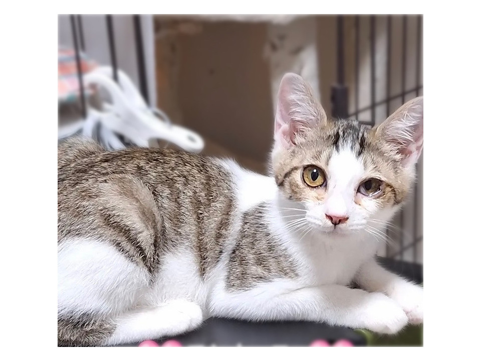 天真爛漫❤️キジシロ子猫ひとみちゃん