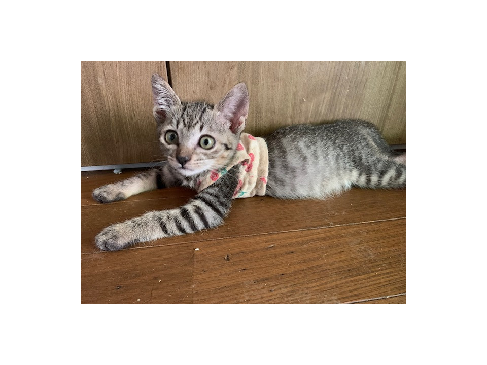 人懐こいキジトラ