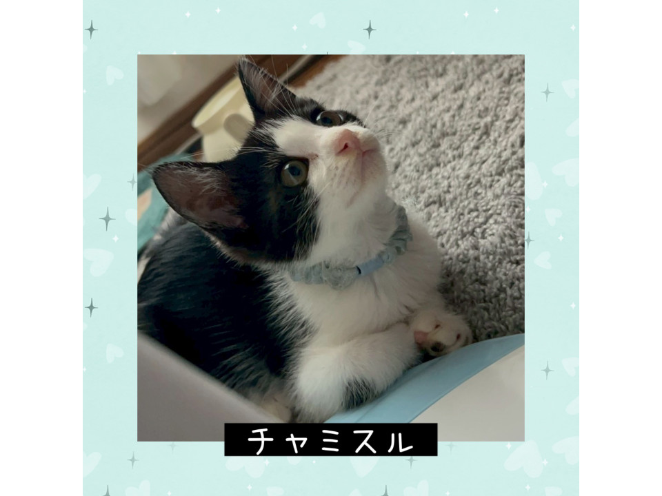 甘えん坊のチャミスルくん
