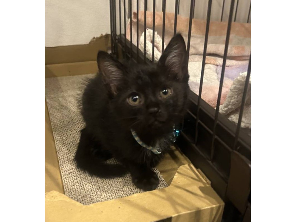 可愛い黒猫ちゃん