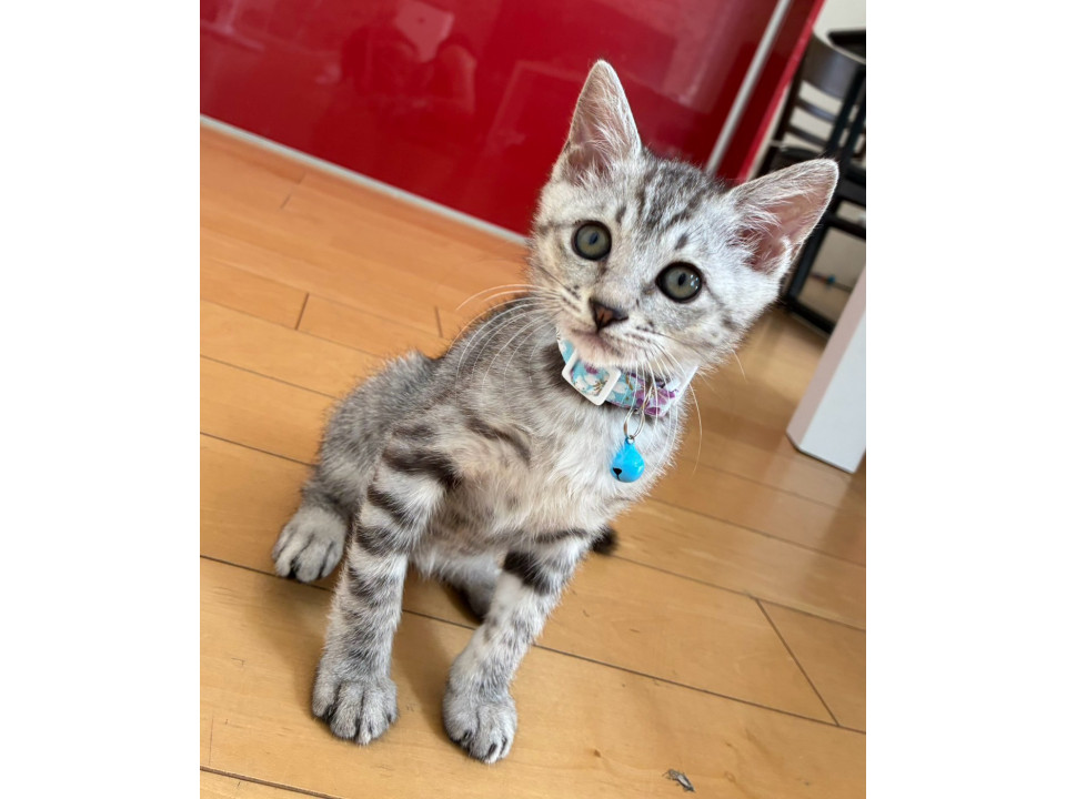 シルバーのきれいな毛並み