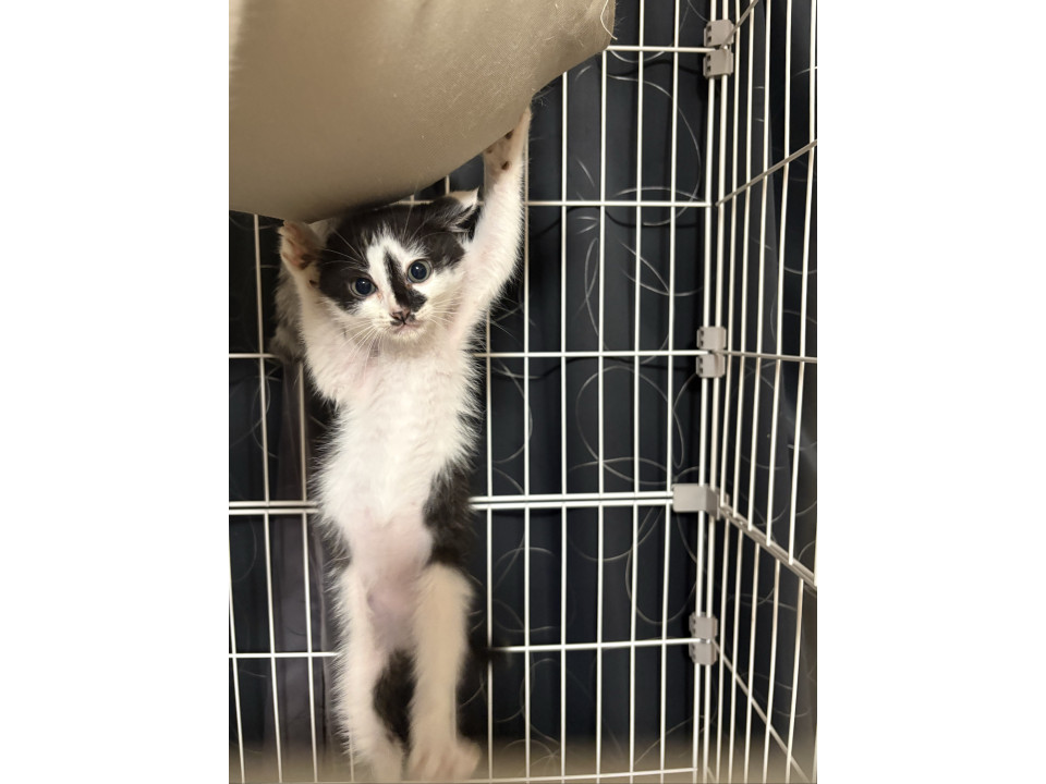 人も猫も大好きなキャンドルテイルくん