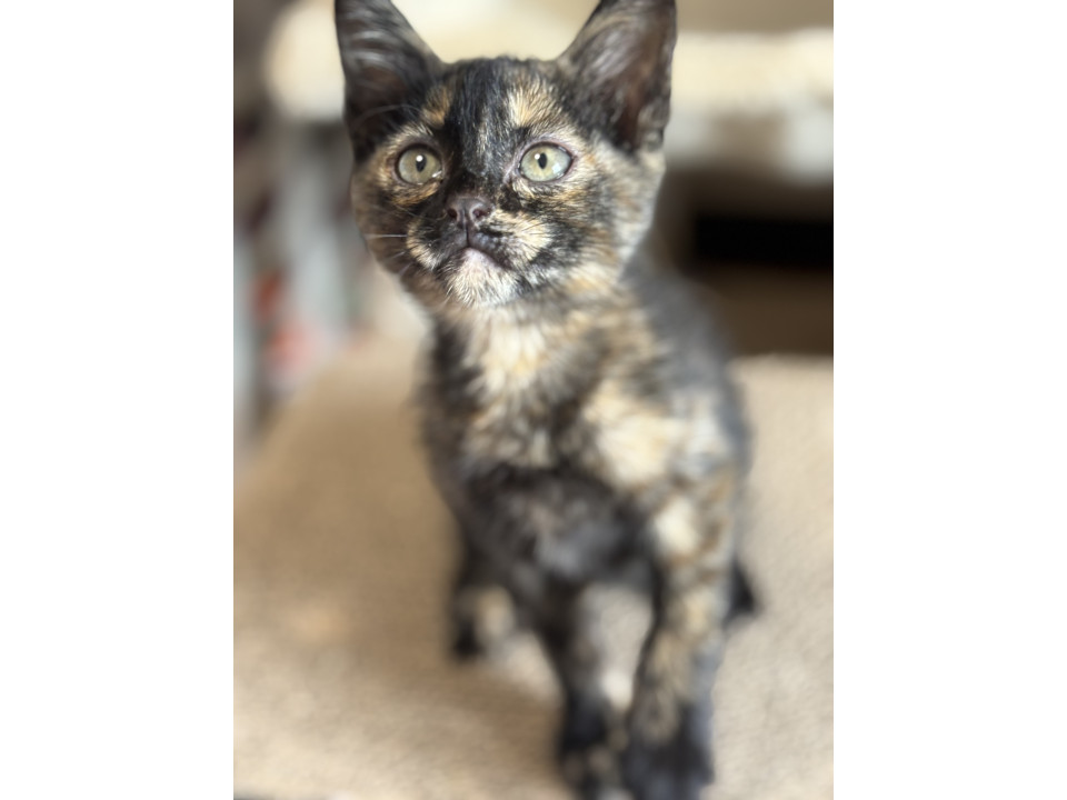 元気な3兄妹のサビ猫ちゃん