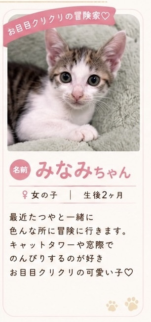おめめくりくりのキジシロ女子